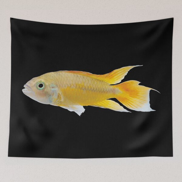 Item preview, Yellow Labidochromis Cichlid - For All Malawi Cichlid Lovers designed and sold by AquariumExp.