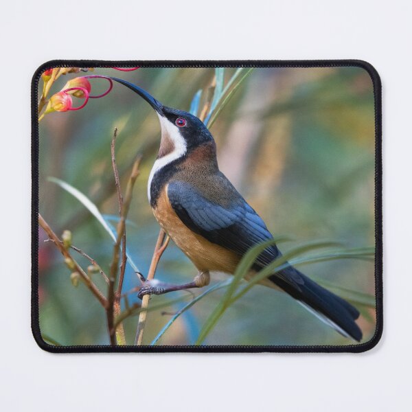 Item preview, Eastern Spinebill bebiendo de una flor de Grevillea designed and sold by RAFImages.