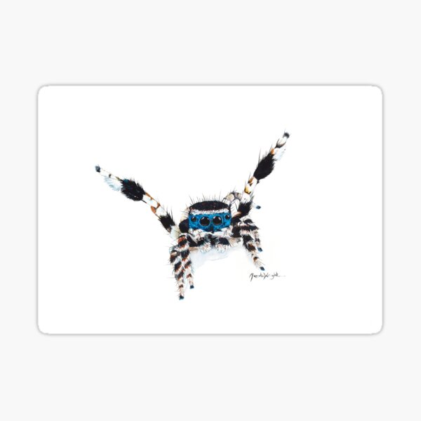 Item preview, "Peloso" Maratus personatus designed and sold by Renata Wright.
