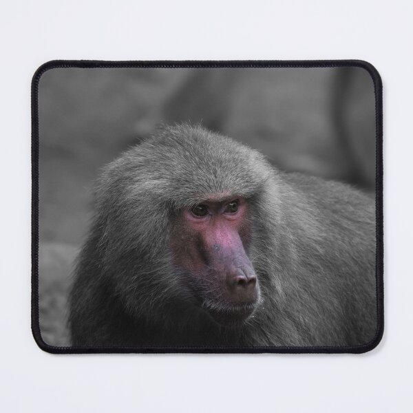 Item preview, Red Face Baboon With Baboons designed and sold by Jason Gilbert.
