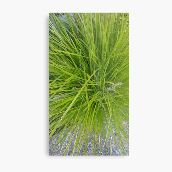 Green grassy shock Metal Print