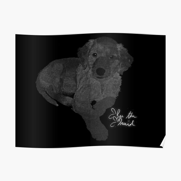 "Golden Retriever Black & White Scratchboard" Poster for Sale by