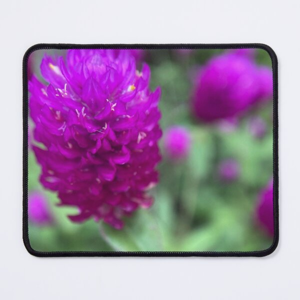 Item preview, Purple Globe Amaranth Flowers designed and sold by Sinemathk.
