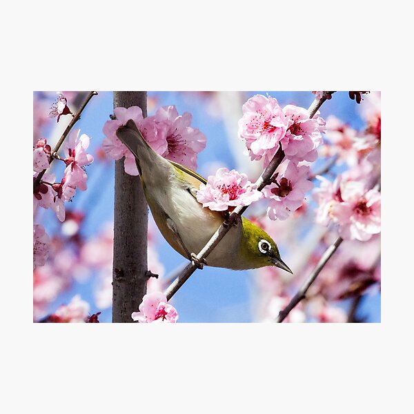 Item preview, Silvereye in Cherry Blossom designed and sold by RAFImages.