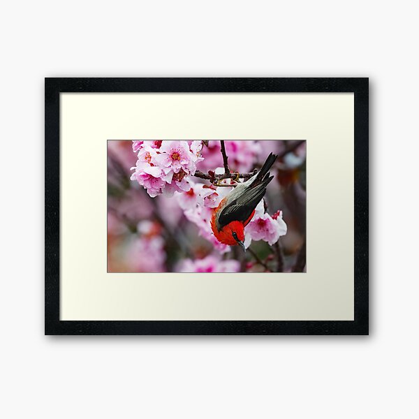 Item preview, Scarlet Honeyeater in Cherry Blossom designed and sold by RAFImages.