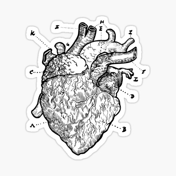 Anatomical Heart Sticker For Sale By Dersenat Redbubble 1748