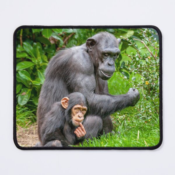 Item preview, Chimpanzee and her baby designed and sold by Dalyndigital Photography.