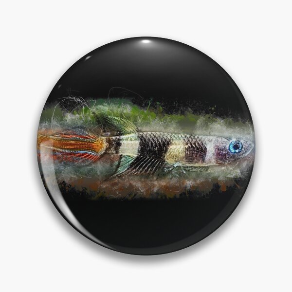 Item preview, Ringed Pike - Epiplatys annulatus designed and sold by AquariumLutter.