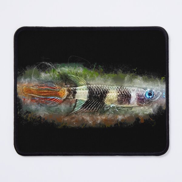 Item preview, Ringed Pike - Epiplatys annulatus designed and sold by AquariumLutter.