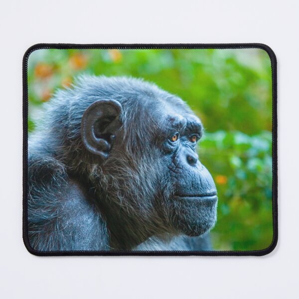 Item preview, Chimpanzee - deep in thought! designed and sold by Dalyndigital Photography.