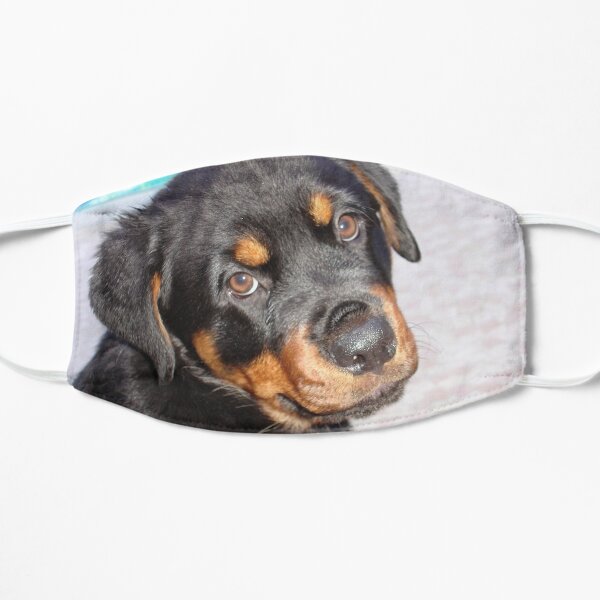 Female Rottweiler Puppy Making Eye Contact Flat Mask