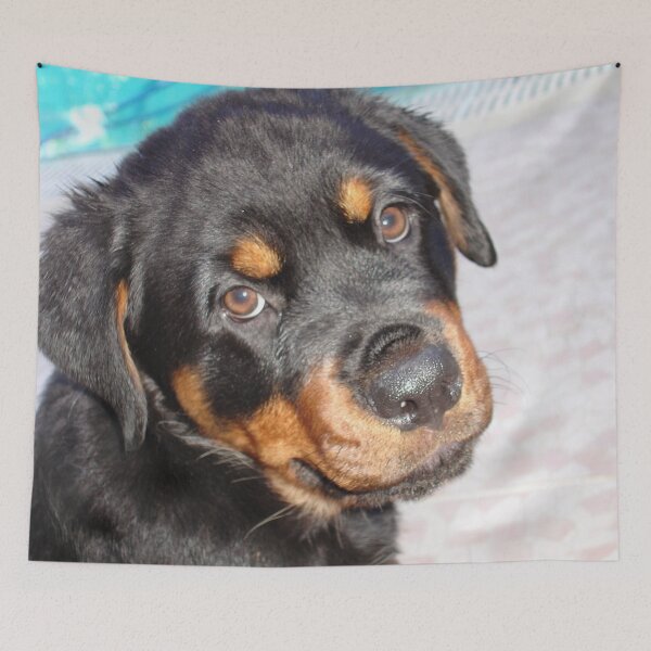 Item preview, Female Rottweiler Puppy Making Eye Contact designed and sold by taiche.