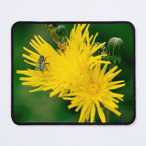 Item preview, Yellow Dandelion Flower with a Fly designed and sold by spiritink.