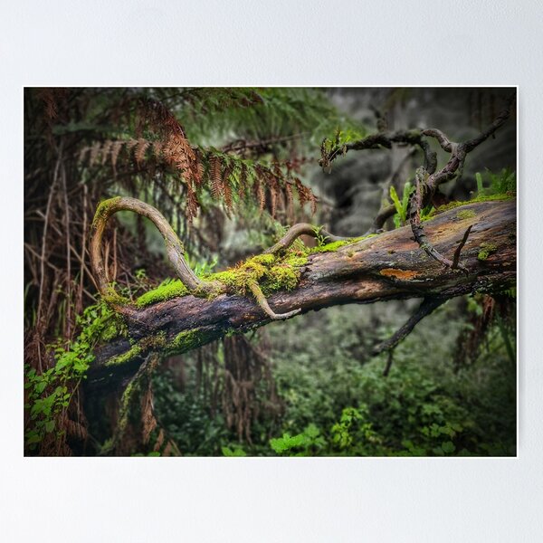 Item preview, Tortuous branches designed and sold by maverick.