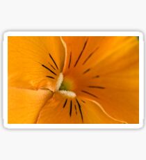 Ein anderer Winkel auf einem sonnigen orange Pansy Sticker