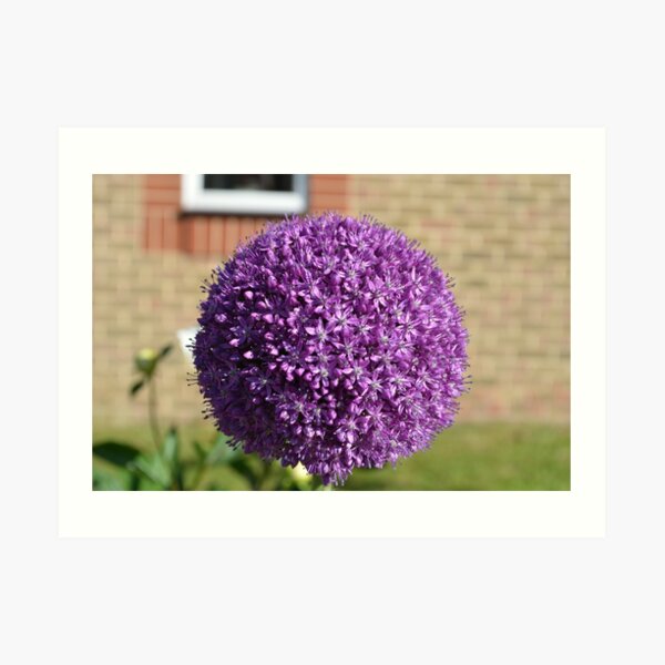 Allium Art Print