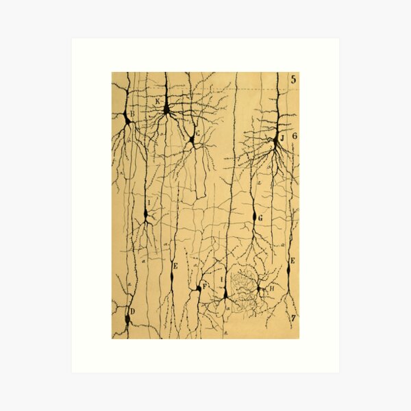Item preview, Drawing of Nerve Cells by  Santiago Ramón y Cajal  designed and sold by ScienceSource.