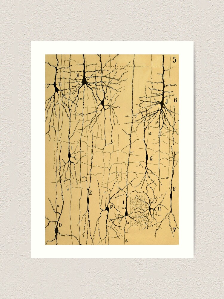 Nerve Cells, 1894. /Ncell Types In The Mammalian Cerebellum: Drawing, 1894,  By The Spanish Histologist Santiago Ramon Y Cajal (1852-1934). Poster Print  by (18 x 24) - Walmart.com
