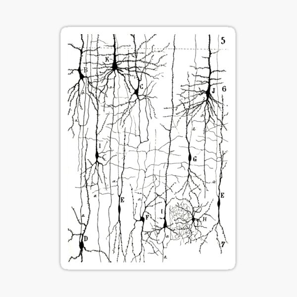 Vista previa del artículo con la obra «Dibujo de células nerviosas de Santiago Ramón y Cajal», diseñado y vendido por ScienceSource.