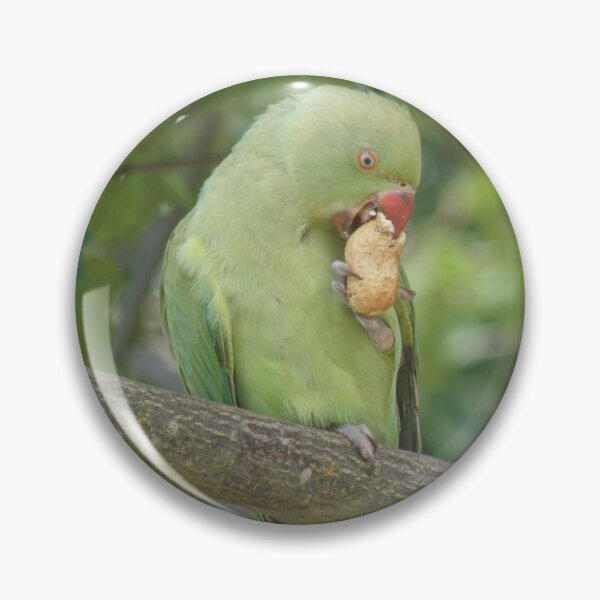 Item preview, Ring Necked Parakeet Pecking a Peanut Photograph designed and sold by naturegallery.