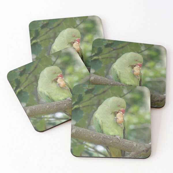 Item preview, Ring Necked Parakeet Pecking a Peanut Photograph designed and sold by naturegallery.