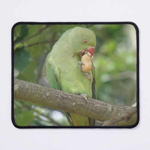 Item preview, Ring Necked Parakeet Pecking a Peanut Photograph designed and sold by naturegallery.