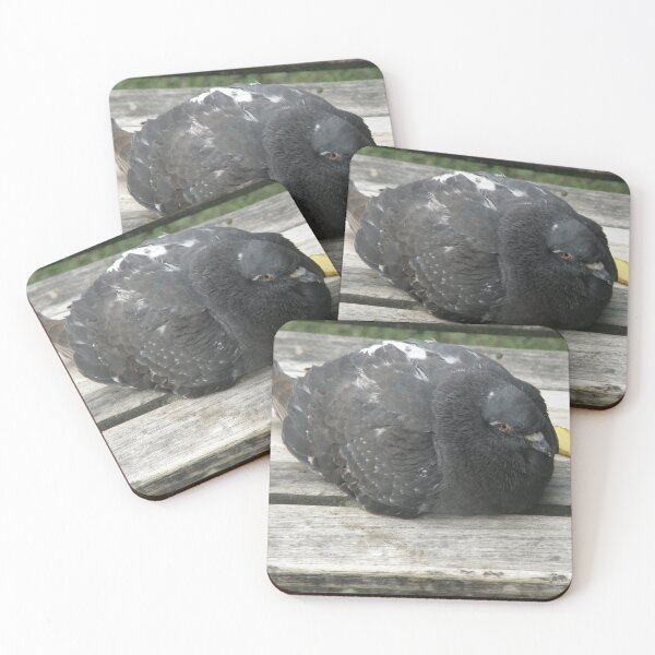 Item preview, Pigeon Relaxing on a Park Bench Photograph designed and sold by naturegallery.