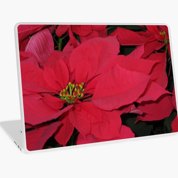 Red Pointsetta Laptop Skin