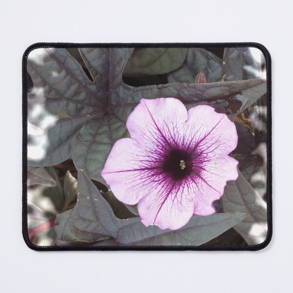Item preview, Beautiful petunia designed and sold by Bettina2311.