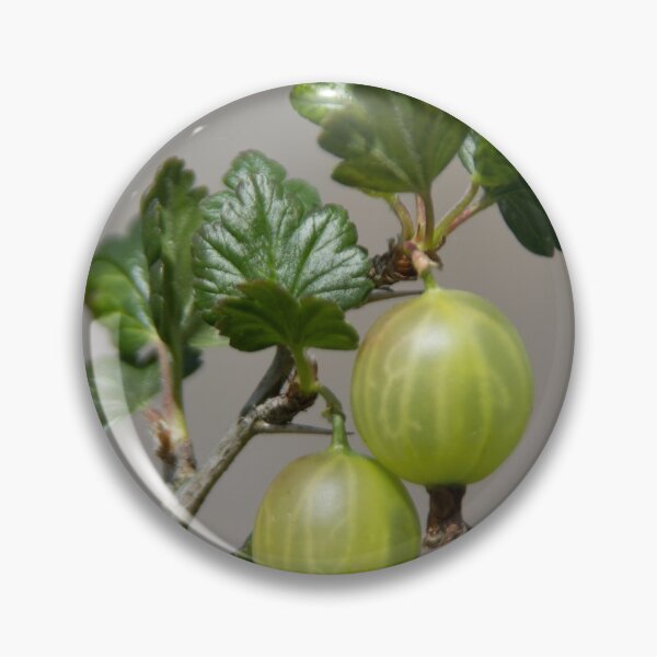 Item preview, Gooseberries designed and sold by Calidris Fotografie Steffi & Ben Köppler.