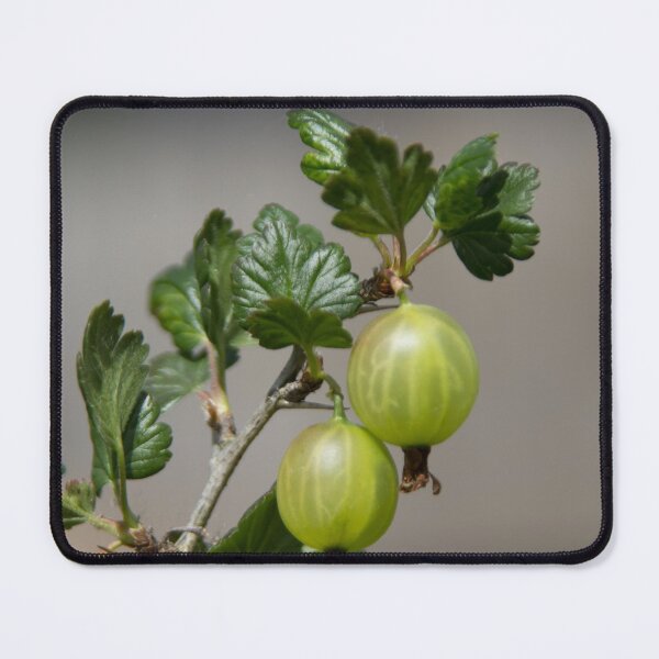 Item preview, Gooseberries designed and sold by Calidris Fotografie Steffi & Ben Köppler.