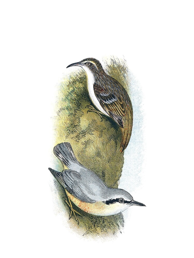 Tree Creeper and Nuthatch by NEILBAYLIS
