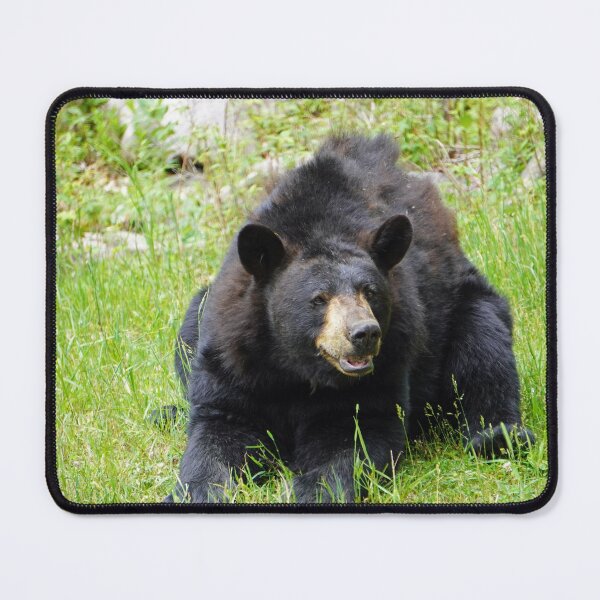Item preview, Black bear in Quebec, Canada designed and sold by cuisinecat2.