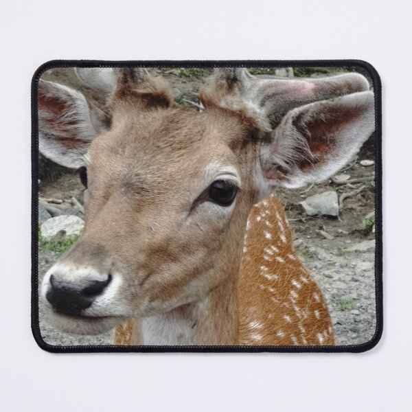 Item preview, Close up of a fallow deer in Quebec, Canada designed and sold by cuisinecat2.