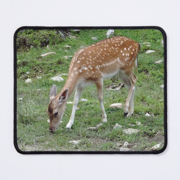 Item preview, Female fallow deer in Quebec, Canada designed and sold by cuisinecat2.