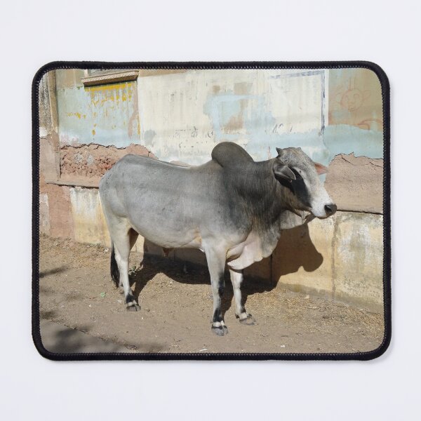 Item preview, Cow outside a haveli in Mandawa in Rajasthan India designed and sold by cuisinecat2.