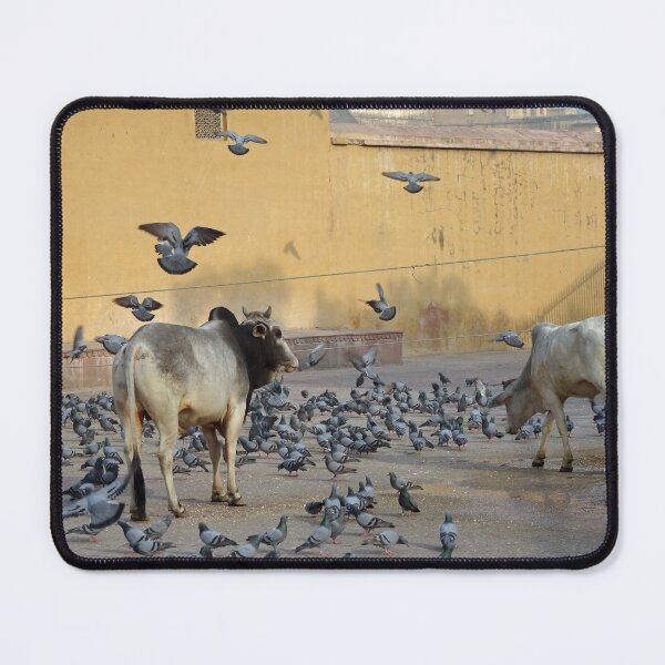 Item preview, Cows among the pigeons in Jaipur Rajasthan India designed and sold by cuisinecat2.