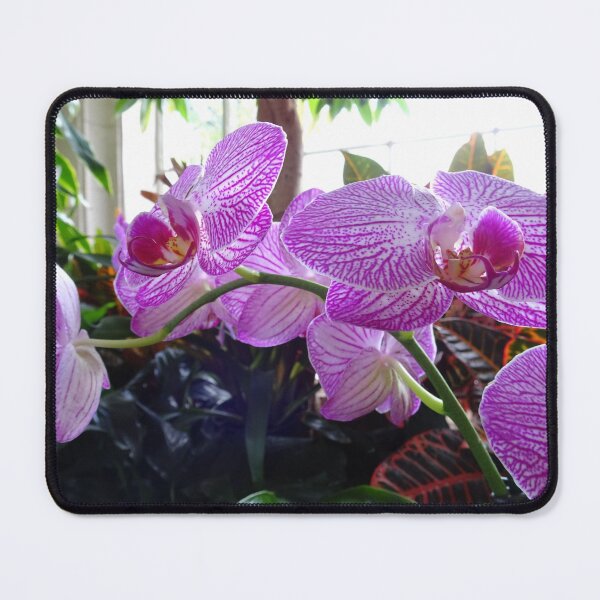 Item preview, Purple orchids designed and sold by cuisinecat2.