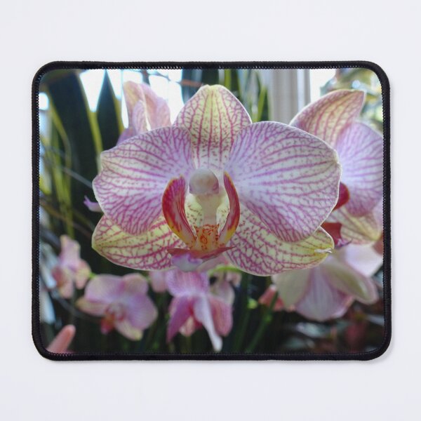 Item preview, Beautiful pink orchids designed and sold by cuisinecat2.