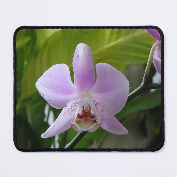 Item preview, purple and white orchid designed and sold by cuisinecat2.