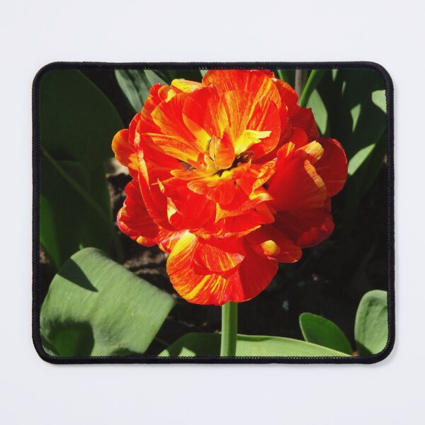 Item preview, Beautiful red and yellow tulip designed and sold by cuisinecat2.