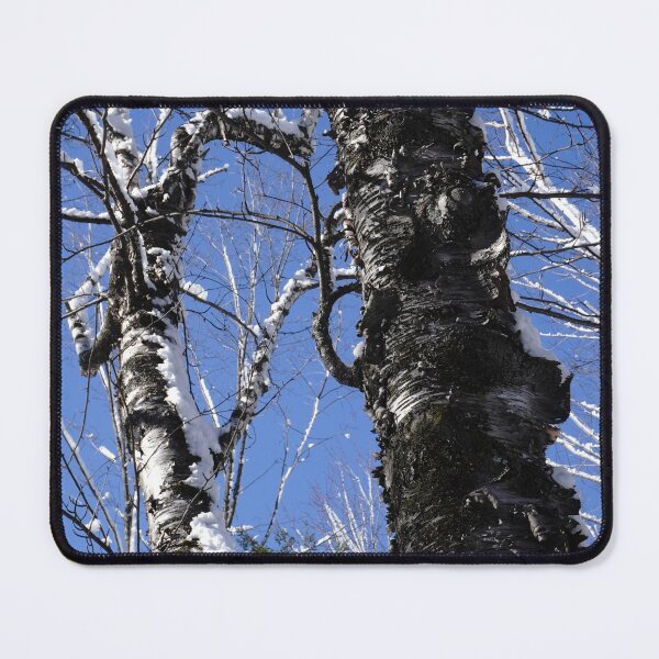 Item preview, Dark winter trees and a bright blue Canadian sky designed and sold by cuisinecat2.