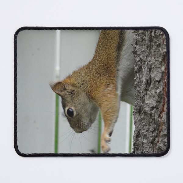 Item preview, Red squirrel going down a tree designed and sold by cuisinecat2.