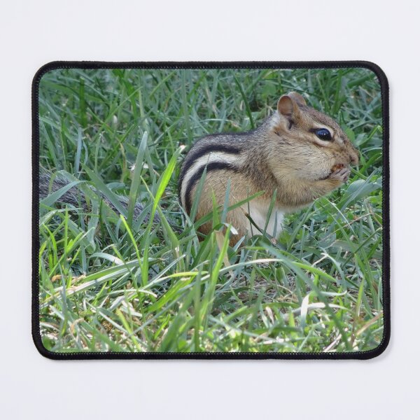 Item preview, Chipmumk stuffing his face full of seeds  designed and sold by cuisinecat2.