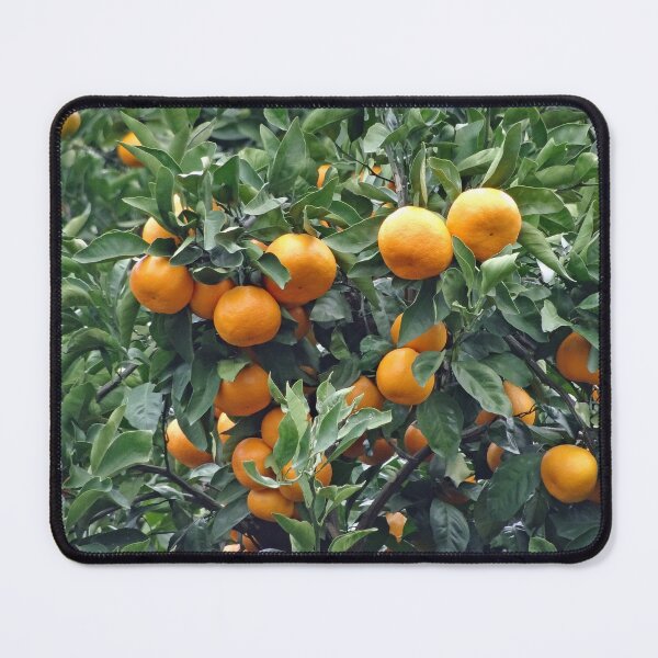 Item preview, Sukurajima Mikan in an orchard in Japan designed and sold by cuisinecat2.