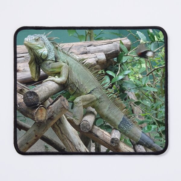 Item preview, Iggy Iguana at a sanctuary in Thailand designed and sold by cuisinecat2.