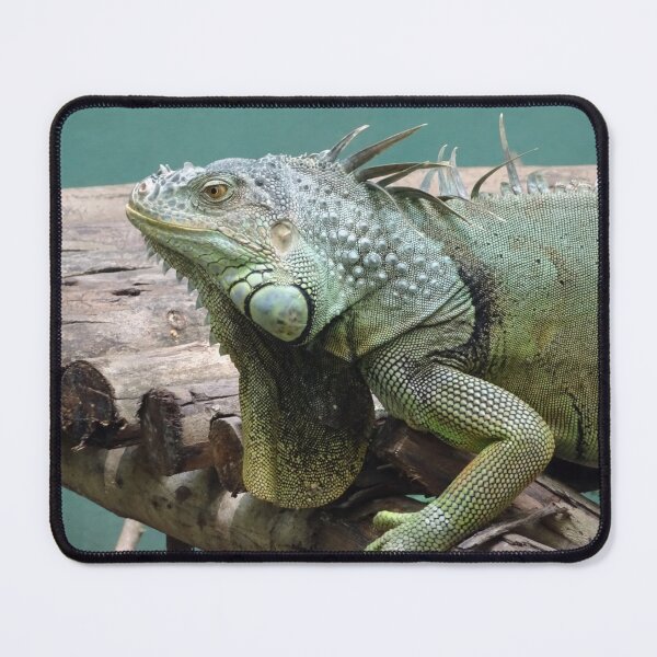 Item preview, Iggy Iguana at a Thailand santuary designed and sold by cuisinecat2.