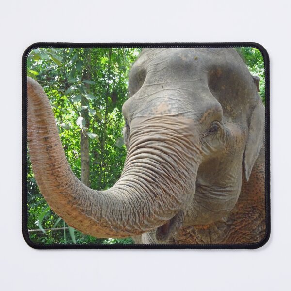 Item preview, Indian Elephant at a sanctuary in Thailand designed and sold by cuisinecat2.