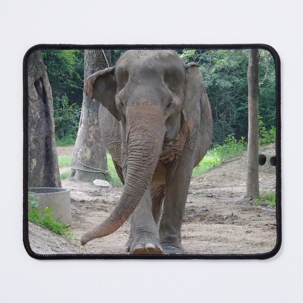 Item preview, Indian elephant taking a stroll in Thailand designed and sold by cuisinecat2.