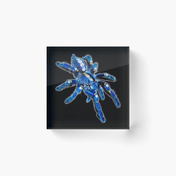 Blue Tarantula Acrylic Block